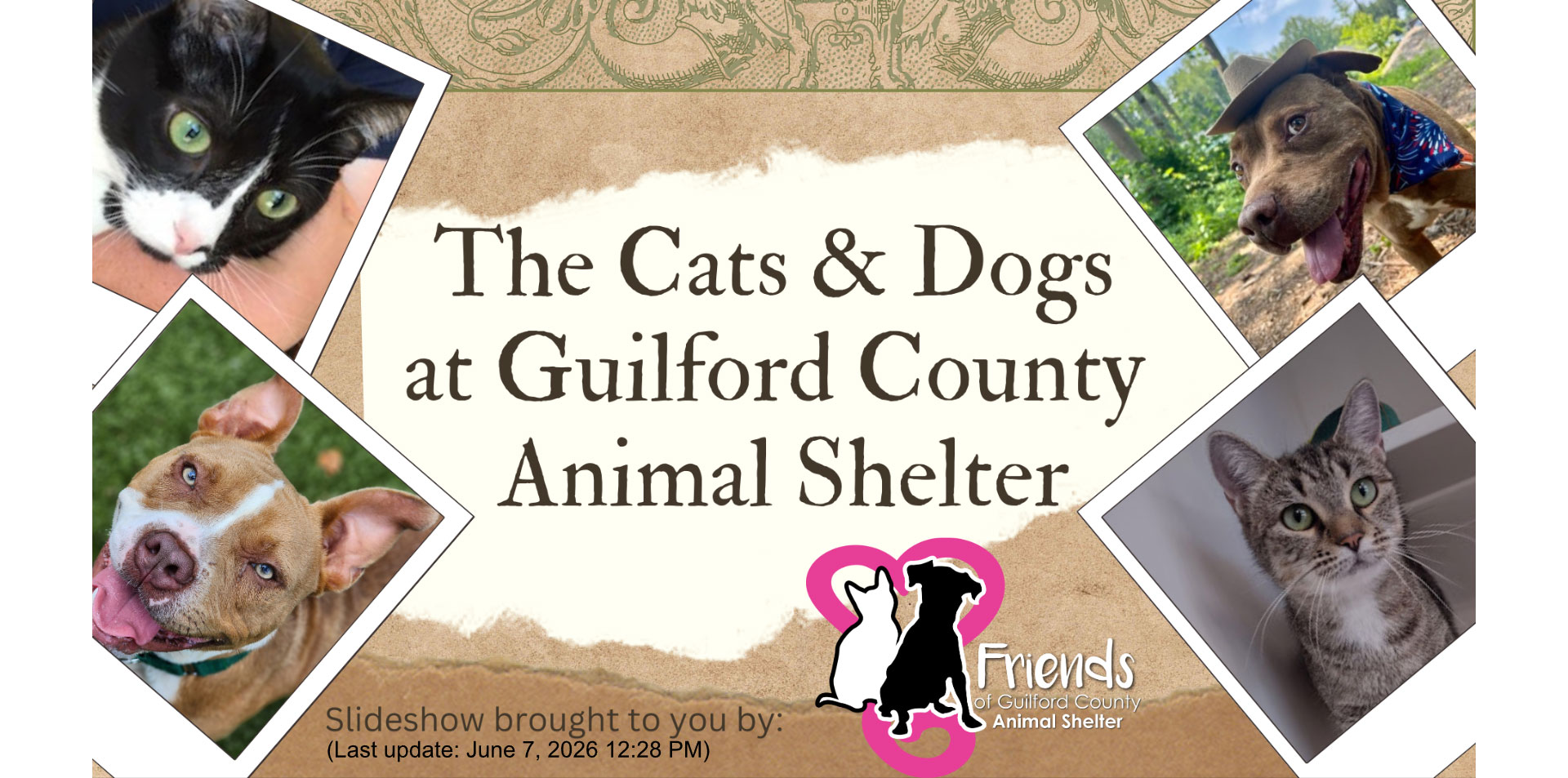 Cats and Dogs at Guilford County Animal Shelter Cats and Dogs at Guilford County Animal Shelter