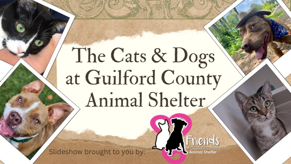 GCAS Cats and Dogs - RC Cats and Dogs at Guilford County Animal Shelter