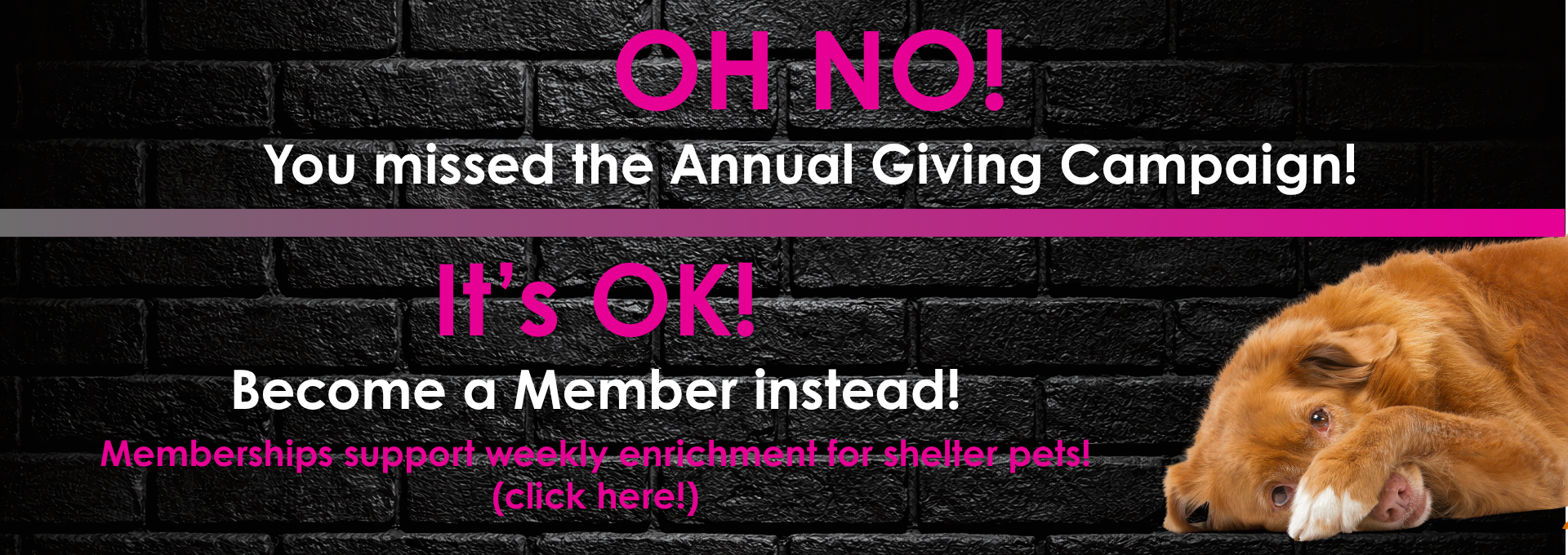 Missed the Annual Giving Campaign? Become a Members instead! Click here. 